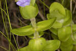 Blue waterhyssop